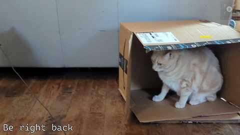 Media: Video of a fluffy white cat curled up inside a cardboard box on a wooden floor, with a gray wall behind. Text reads: \"Be right back.\
