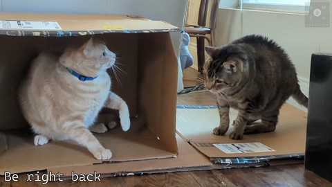 Media: Video of a white cat with blue collar and a tabby cat in a cardboard box on a wooden floor, indoors with light-colored walls and windows.