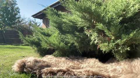 Video of a lush green bush in a suburban garden, surrounded by a fluffy, light brown faux fur rug. The background features a wooden fence and a brick house.