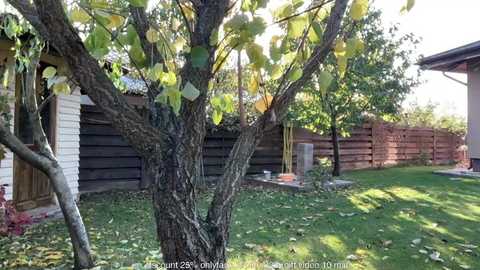 Video of a backyard with a large tree, wooden fence, and grassy lawn. Sunlight filters through the tree's leaves, casting shadows on the ground.