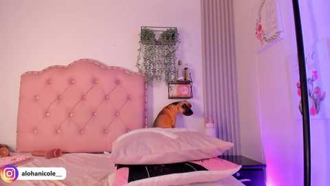 A video of a pink, tufted headboard bed with a brown dog, green hanging plants, and purple light.