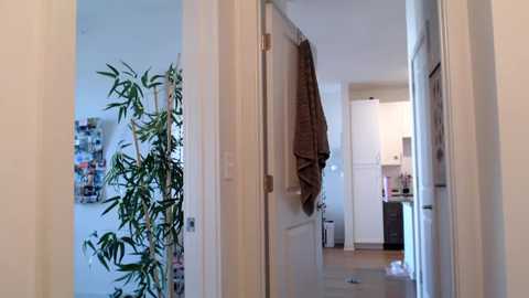 Video of a narrow hallway with a brown towel hanging from a white door on the right. Left side shows a tall bamboo plant and a bulletin board. Door on left leads to a bright, modern kitchen.