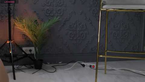 Video of a dimly lit room with a grey, ornate wall, a tall, black fern plant, a gold-legged chair, and scattered power cables on a grey carpet.