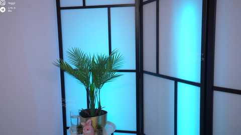 Video of a minimalist room with a Japanese-style shoji screen. A potted palm plant in a metallic pot sits on a glass table, illuminated by soft blue lighting.