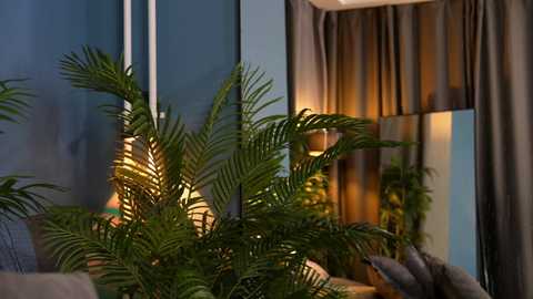 Video of a dimly lit living room with lush green ferns, beige curtains, and warm-toned lighting. The background features a glass wall reflecting ambient light.
