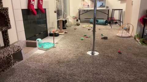 Video of a cluttered, beige-carpeted room with a pole, toys, and scattered items, including red stockings, a cat, and a table.