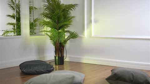 Video of a serene indoor space with a tall, green fern in a black pot, sitting on a wooden floor. Two large, dark gray meditation cushions are positioned in front of a white wall with a window partially covered by a white blind.