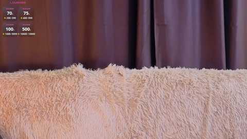 Video of a fluffy, cream-colored rug against a backdrop of soft, mauve curtains. Digital clock in upper left corner displays time: 7:36 AM, temperature: 75\u00b0F, humidity: 50%.