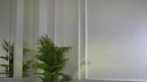 A minimalist interior video featuring a large, white wall with a potted fern in the foreground, partially reflected in a vertical glass panel, creating a mirrored effect. The room's ambiance is calm and modern.