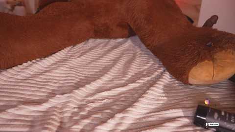 Video of a brown bear lying on a striped bedspread, with a black remote control nearby. The bear's large head rests on the bed, its fur texture visible.