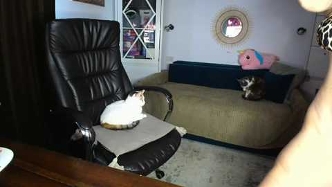 A video of a cozy, cluttered bedroom with a black leather office chair, a white cat on a cushion, and a beige cat bed with a stuffed toy.