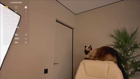 Video of a Siamese cat lounging on a cream-colored leather chair, in a minimalist beige room with a closed door and a green plant.