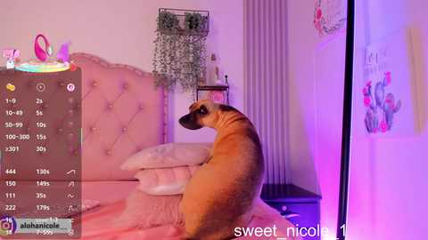 A video of a light-brown dog sitting on a plush pink bed, in a cozy, softly lit room with a green plant hanging from a shelf.