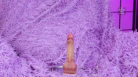 shycinderella free recording from 2025-12-19 00:00:00