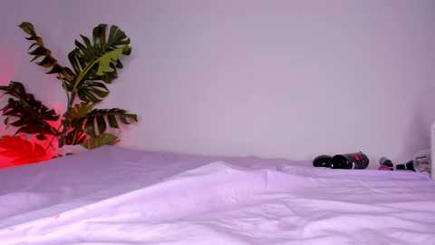 Media: Video of a minimalist room with a white bed and a large green plant in the left corner, red and blue objects on the right side, and a soft purple light illuminating the scene.