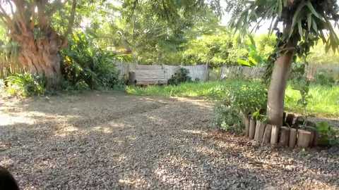Video of a lush backyard with a gravel path, greenery, and a wooden fence, featuring a tree and a wooden planter.