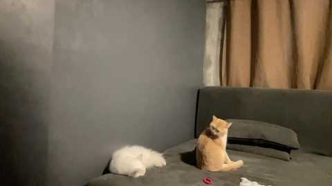 Video of a gray room with beige curtains. A white cat sleeps on a gray sofa, while an orange cat sits alert on the opposite side.