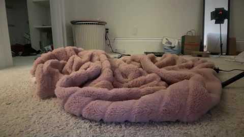 Video of a plush, pink dog bed with a large, fluffy cat curled up inside, surrounded by cardboard boxes and a white heater in a beige room.