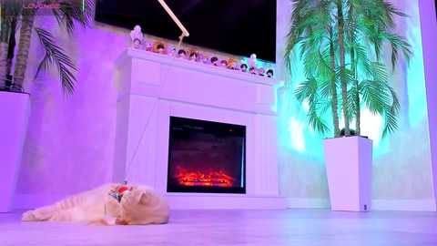 A video of a cozy living room with a white fireplace, a plush white rug, a lit gas fire, and a fluffy cat napping in front of it.