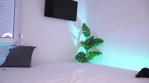 Video of a minimalist bedroom with white walls, a flat-screen TV mounted high, a large monstera plant, a grey pillow, and a white bed with a grey blanket.