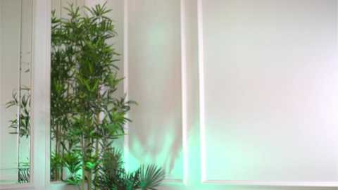 Video of a minimalist interior with a tall, green bamboo plant in the left corner, surrounded by white walls and a soft green glow from a nearby light source.