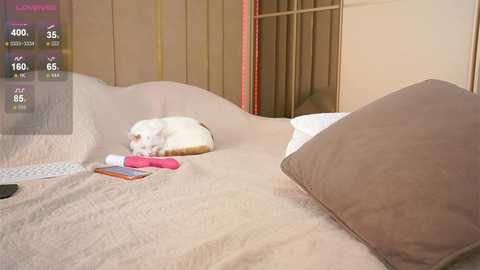Video of a cozy, beige-walled bedroom with a white cat sleeping on a beige bedspread, surrounded by a pink vibrator, smartphone, and a brown pillow.
