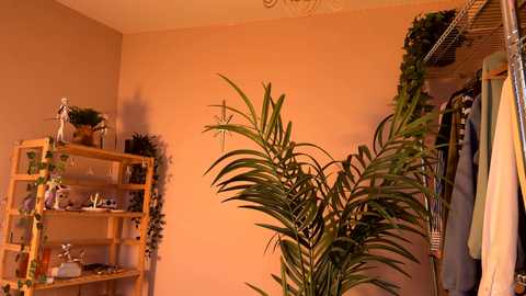 vixenp free recording from 2026-02-03 00:12:00