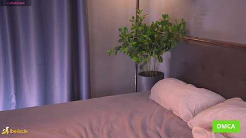 bellacle free recording from 2026-02-07 13:26:00