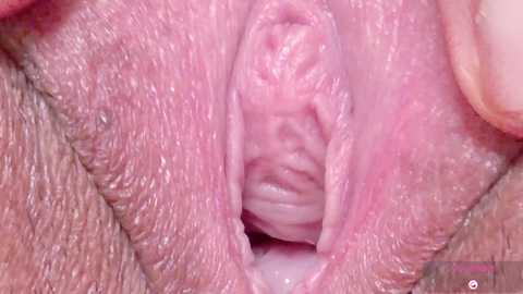 Close-up video of a female vulva, showing the inner labia and vaginal opening in vivid pink and pinkish-red hues, with visible skin texture and natural folds.